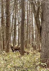 ノーザンホースパークに投稿された画像(2026/4/11)