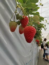 平塚土屋農場に投稿された画像(2026/4/12)