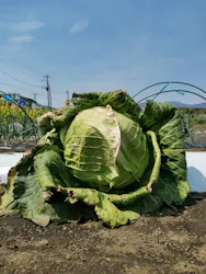 平塚土屋農場に投稿された画像(2026/4/12)