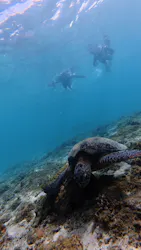 奄美シーランドに投稿された画像(2026/4/12)