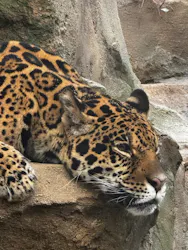 東武動物公園に投稿された画像(2026/4/12)