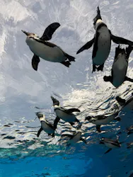 サンシャイン水族館に投稿された画像(2026/4/13)