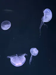 サンシャイン水族館に投稿された画像(2026/4/13)