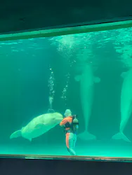 鴨川シーワールドに投稿された画像(2026/4/13)