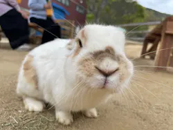 しろとり動物園に投稿された画像(2026/4/13)