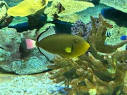 しながわ水族館に投稿された画像(2026/4/13)