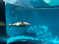 しながわ水族館に投稿された画像(2026/4/13)