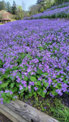 いばらきフラワーパークに投稿された画像(2026/4/16)