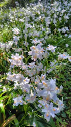 いばらきフラワーパークに投稿された画像(2026/4/16)