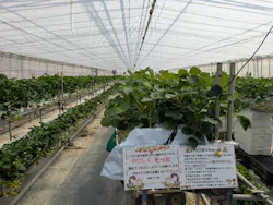 斉藤いちご園に投稿された画像(2026/4/17)