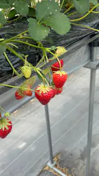 ひさだ苺農園に投稿された画像(2026/4/18)