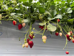 strawberry farm ふじもとに投稿された画像(2026/4/20)