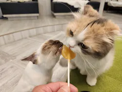 猫カフェモカ アルシェ大宮店に投稿された画像(2026/4/22)