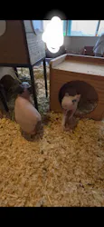 Moff animal cafe 小田原ダイナシティ店に投稿された画像(2026/4/29)