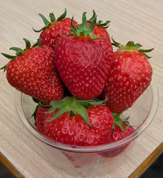 いちごICHIJYU FRUIT FARMに投稿された画像(2026/4/29)