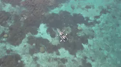 宮古島リゾートスポーツに投稿された画像(2026/4/30)