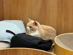 Cat Café MOFF コクーンシティさいたま新都心店に投稿された画像(2026/4/30)