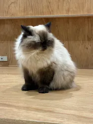 Cat Café MOFF コクーンシティさいたま新都心店に投稿された画像(2026/4/30)