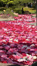 日本庭園 由志園に投稿された画像(2026/5/2)