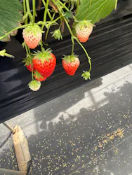 熱田農園Strawberry54に投稿された画像(2026/5/2)