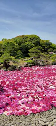 日本庭園 由志園に投稿された画像(2026/5/2)