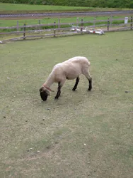 EnglishGardenローザンベリー多和田に投稿された画像(2026/5/3)