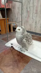 あうるぱーく フクロウカフェ池袋に投稿された画像(2026/5/3)