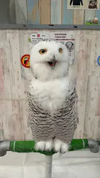 あうるぱーく フクロウカフェ池袋に投稿された画像(2026/5/3)