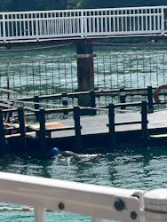 鳥羽湾めぐりとイルカ島に投稿された画像(2026/5/3)