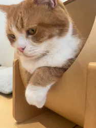 Cat Café MOFF 名古屋PARCO店に投稿された画像(2026/5/4)