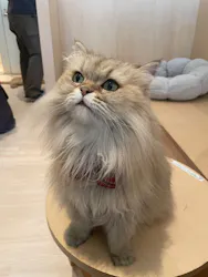 Cat Café MOFF 名古屋PARCO店に投稿された画像(2026/5/4)
