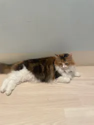 Cat Café MOFF 名古屋PARCO店に投稿された画像(2026/5/4)