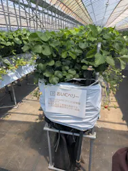 Strawberry Farm シャインベリーに投稿された画像(2026/5/5)
