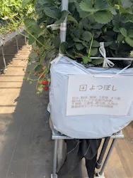 Strawberry Farm シャインベリーに投稿された画像(2026/5/5)