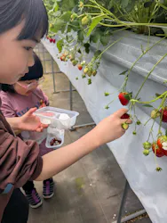 Strawberry Farm シャインベリーに投稿された画像(2026/5/5)