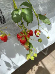 Strawberry Farm シャインベリーに投稿された画像(2026/5/5)