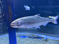 サケのふるさと 千歳水族館に投稿された画像(2026/5/5)