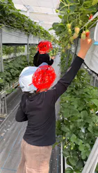 甘熟いちごや燦燦園に投稿された画像(2026/5/5)