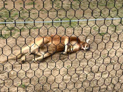 秋田市大森山動物園に投稿された画像(2026/5/5)