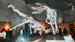 特別展「大絶滅展―生命史のビッグファイブ」に投稿された画像(2026/5/5)