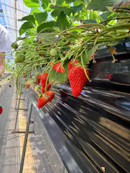 熱田農園Strawberry54に投稿された画像(2026/5/5)