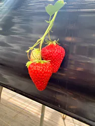 熱田農園Strawberry54に投稿された画像(2026/5/5)