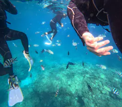 MalDive(モルダイブ)に投稿された画像(2026/5/6)