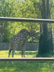 秋田市大森山動物園に投稿された画像(2026/5/6)