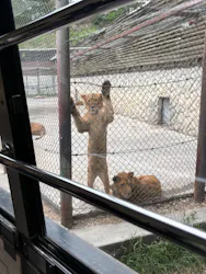 群馬サファリパークに投稿された画像(2026/5/7)