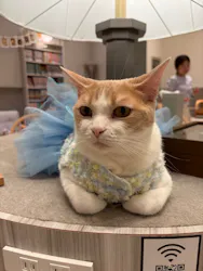 猫カフェモカ イオンモール高崎店に投稿された画像(2026/5/7)