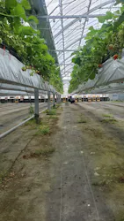 いちごICHIJYU FRUIT FARMに投稿された画像(2026/5/7)