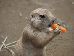 ANIMAL WONDER REZOURT 市原ぞうの国・サユリワールドに投稿された画像(2026/5/8)