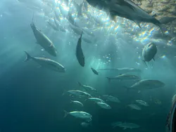 串本海中公園水族館に投稿された画像(2026/5/8)