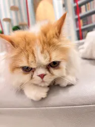 猫カフェモカ イオンレイクタウン店に投稿された画像(2026/5/8)